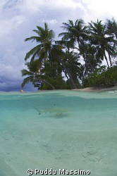 black tip on the beach,maldives nikon d2x 10,5 mm,no strobes by Puddu Massimo 